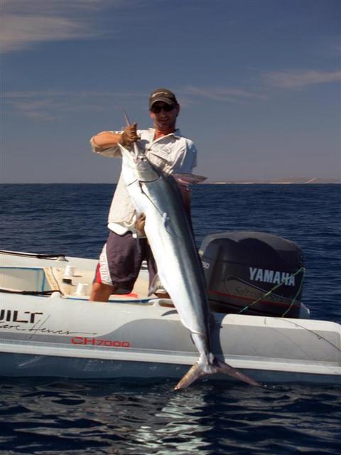 Little black marlin